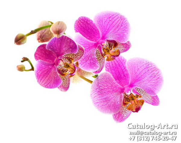 Pink orchids 92